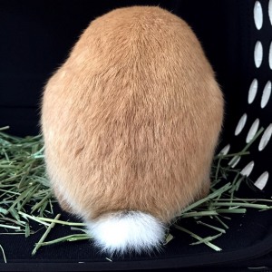 たまの背中
